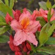 Саженец азалии Pink Delight в контейнере