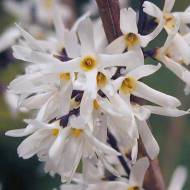 Саженец форзиции белой в контейнере