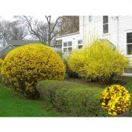 Саженец форзиции Maluch в контейнере