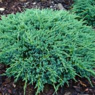 Саджанець Ялівець лускатий Blue Carpet в контейнері