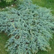 Саженец можжевельника чешуйчатого Blue Carpet в контейнере