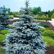 Саджанець Ялина колюча Super Blue в контейнері