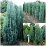 Саджанець Ялівець скельний Blue Arrow в контейнері