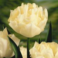 Тюльпан полный ранний Verona