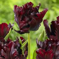 Тюльпан попугайный Black Parrot