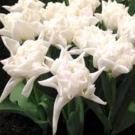 Тюльпан махровый Popcorn