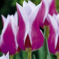 Тюльпан лилиецветный Claudia