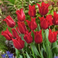 Тюльпан Лилиецветный Pretty Woman