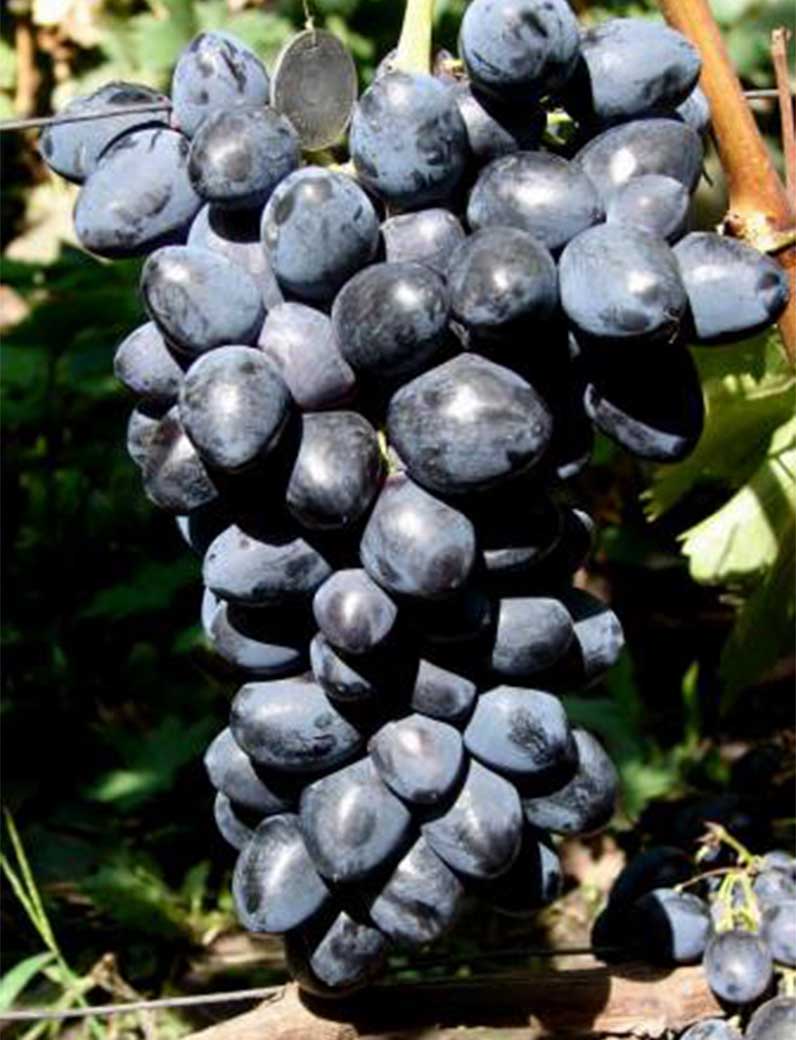 Саженец виноград Натали (Молдова ранняя)