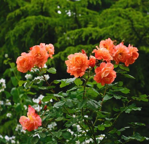Троянда паркова Вестерленд