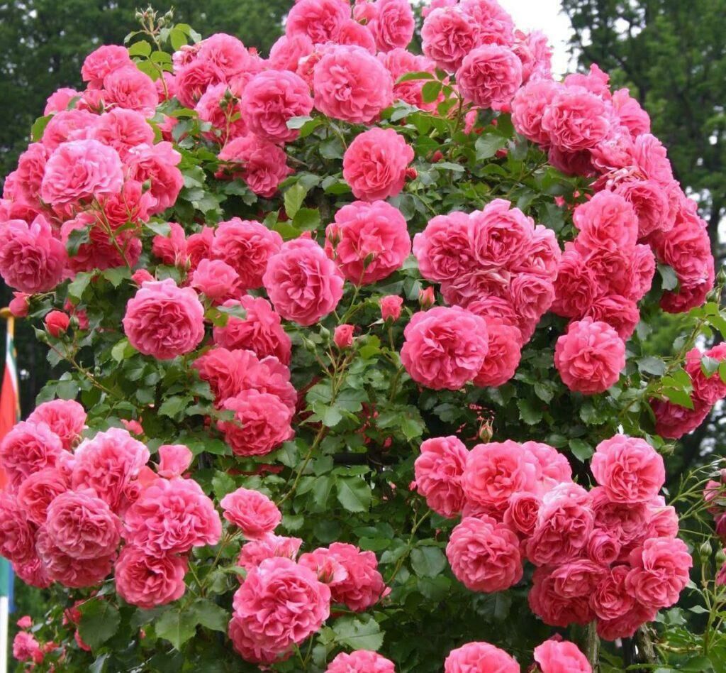 Троянда паркова Розаріум Ютерзейн