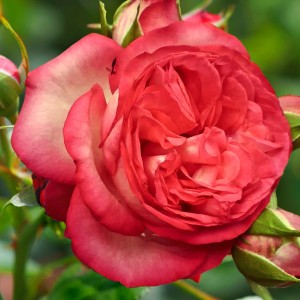 Троянда плетиста Антік