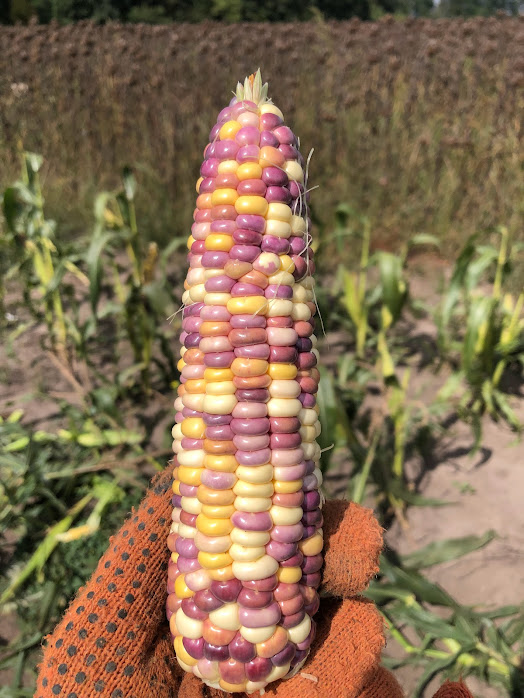 Кукуруза Разноцветная за 20 сем.