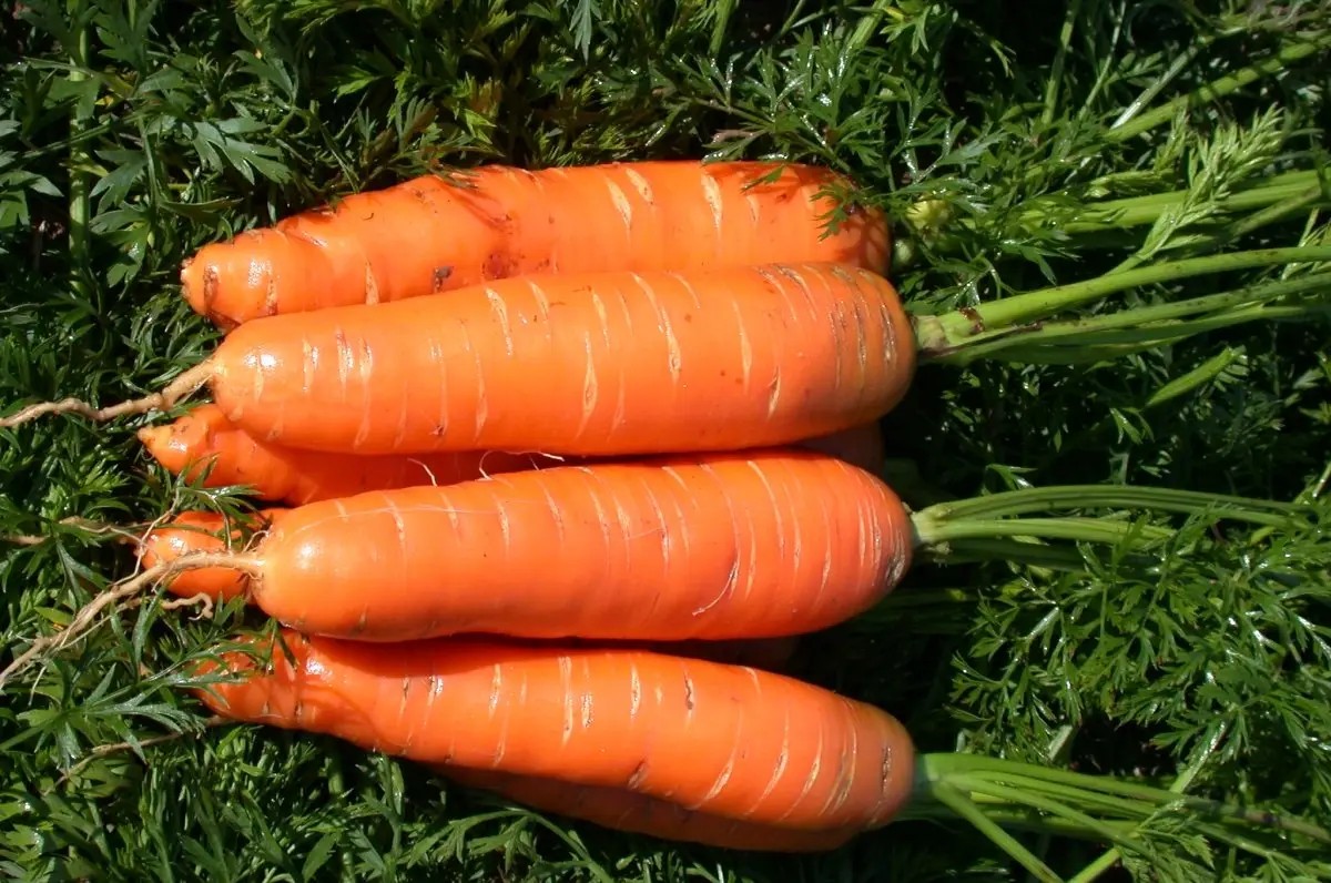 Морковь Аленка