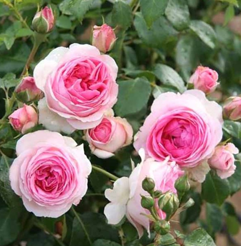Роза плетистая Еден Роуз