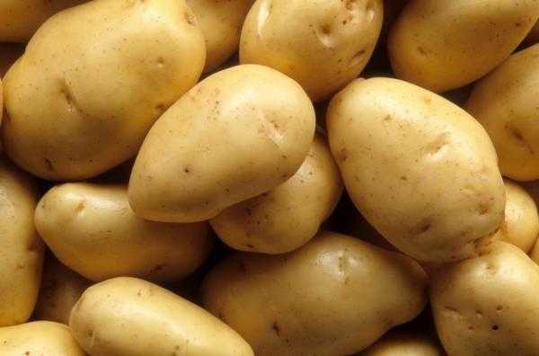 Семенной картофель Маверик
