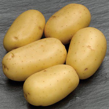 Семенной картофель Эвора