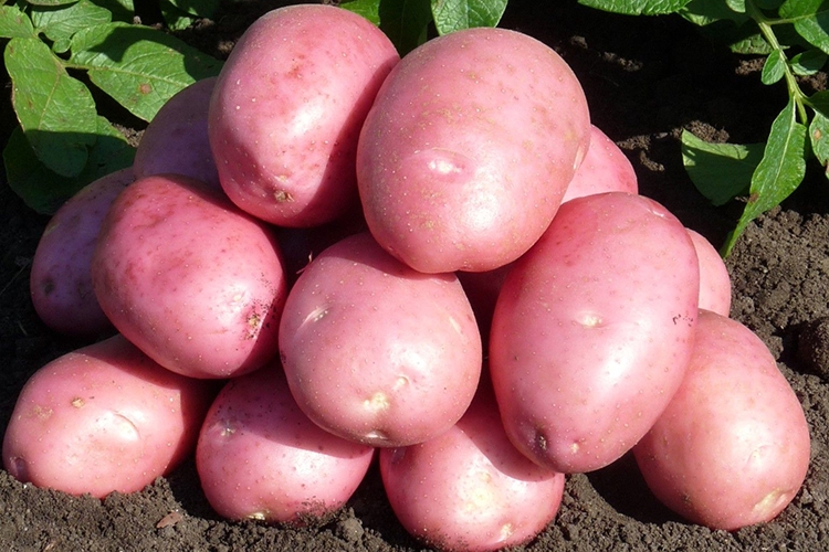 Семенной картофель Балтик Роуз - купить в Украине — интернет-магазинСолнцеСад