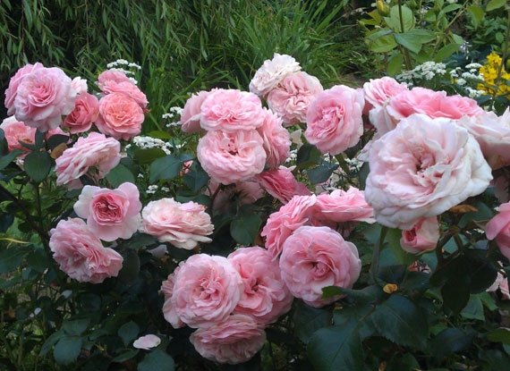 Троянда Флорибунда Марія Терезія