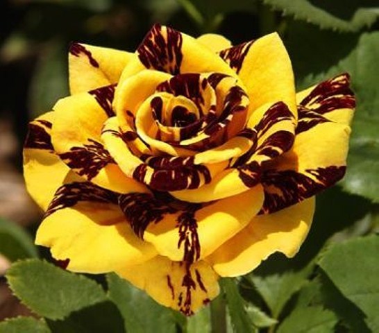 Троянда Флорибунда Сім Салабім
