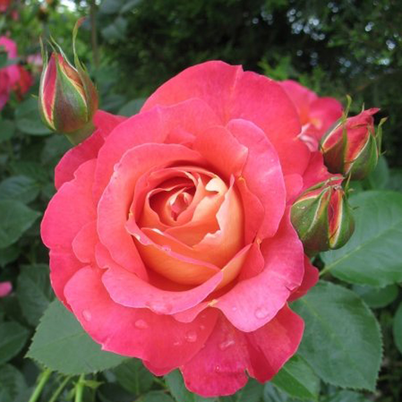 Троянда паркова Декор Арлекін