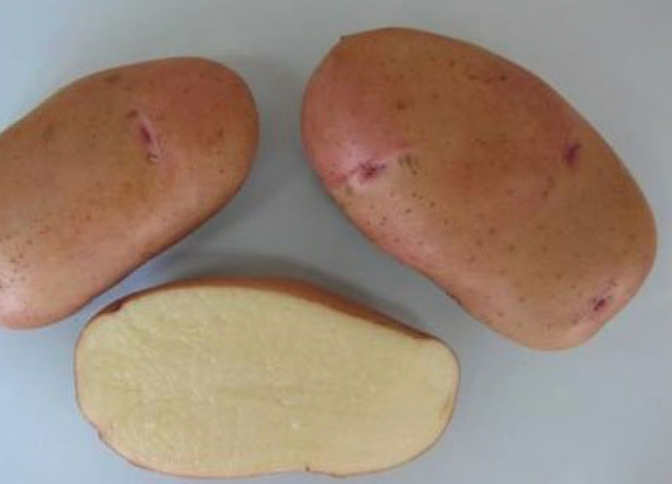 Насіннєва картопля Тирас