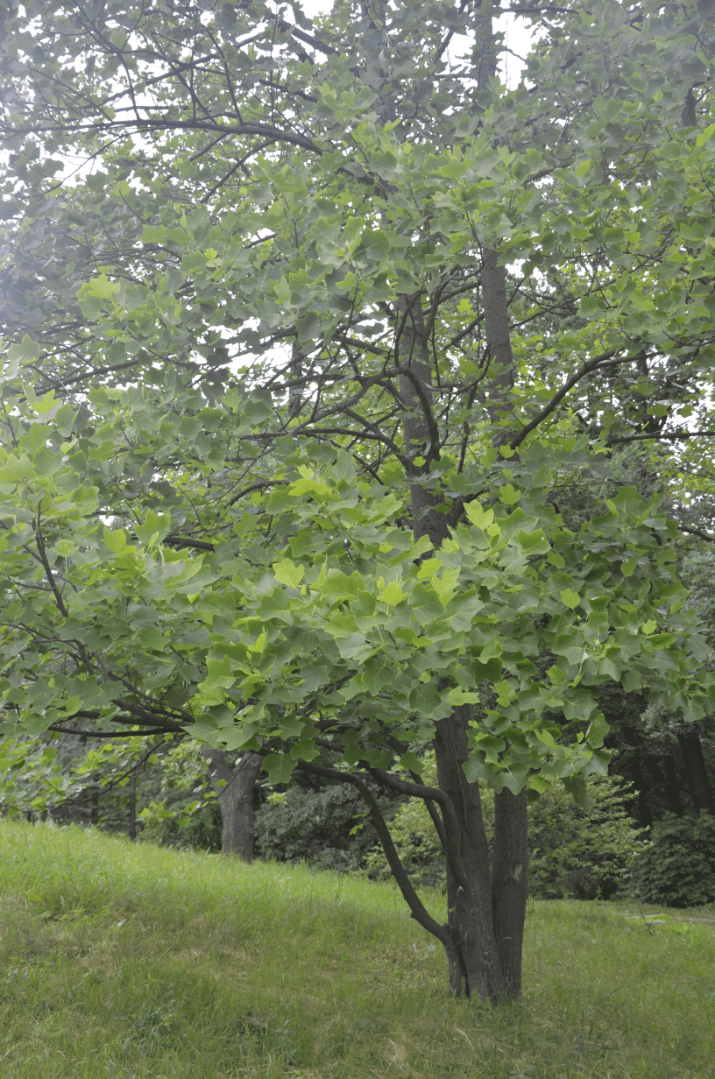 Саженец Лилиодендрон (Тюльпановое дерево)