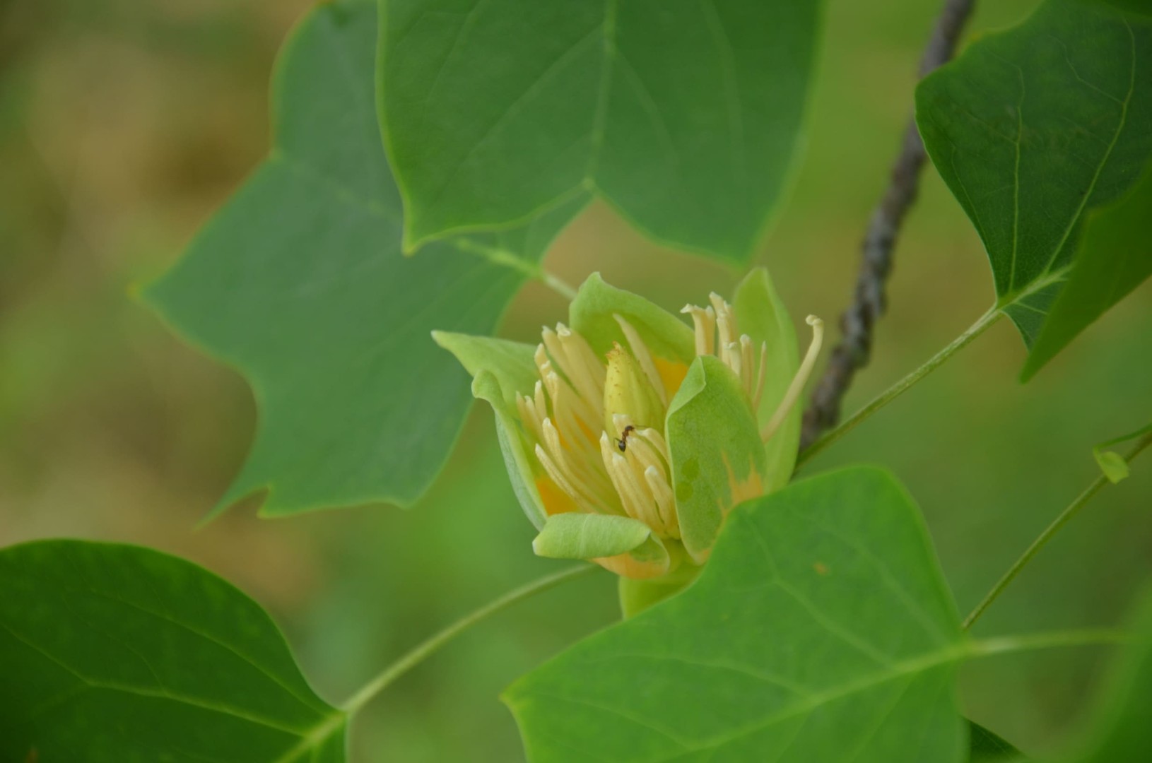 Саджанець Ліріодендрон (Тюльпанове дерево)