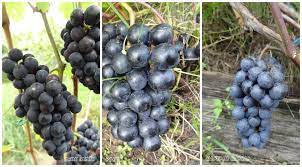 Комплект з 3-х винних сортів винограду