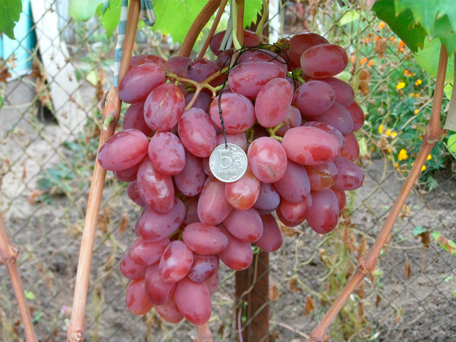 Саженец виноград Полонез 50 (привитый)