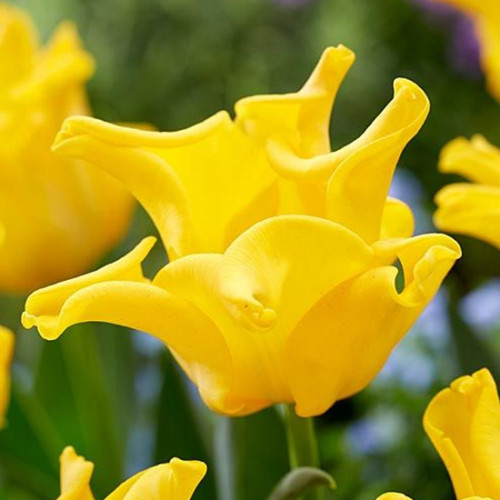 Тюльпан волнистый Yellow Crown