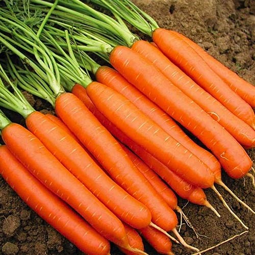 Морковь Тип-Топ за 2 г