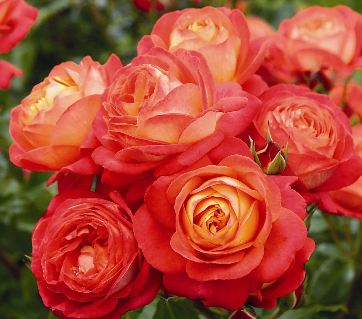 Саджанець троянди флорибунда Мідсаммер в контейнері