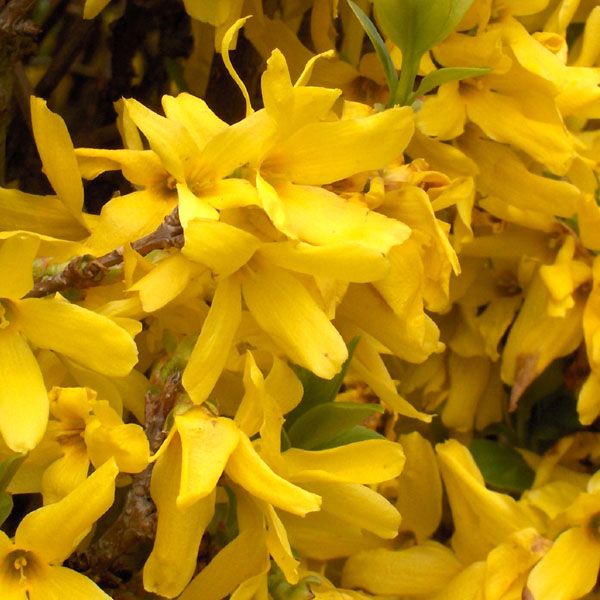 Саженцы форзиции золотолистой Golden Times, купить недорого