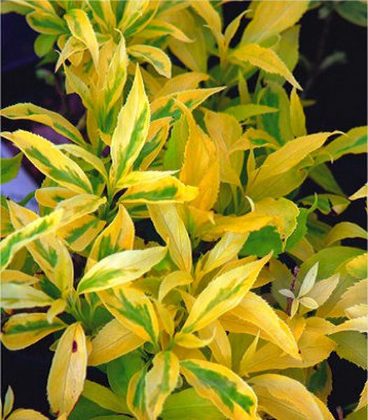 Саженцы форзиции золотолистой Golden Times, купить с россадника