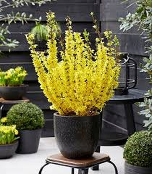 Купить саженцы форзиции засухоустойчивой золотолистой Golden Times