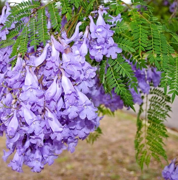 купить семена цветов жакаранды мимозолистной