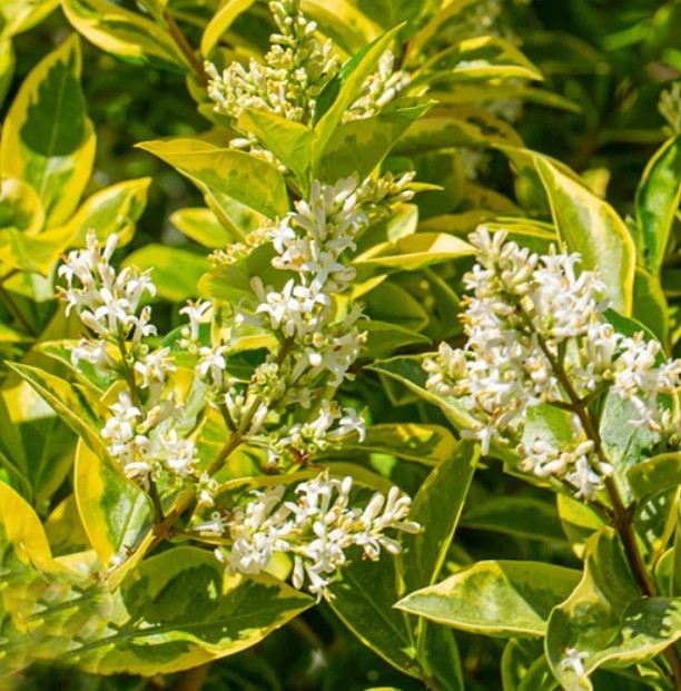 купить саженцы бирючины овальнолистой