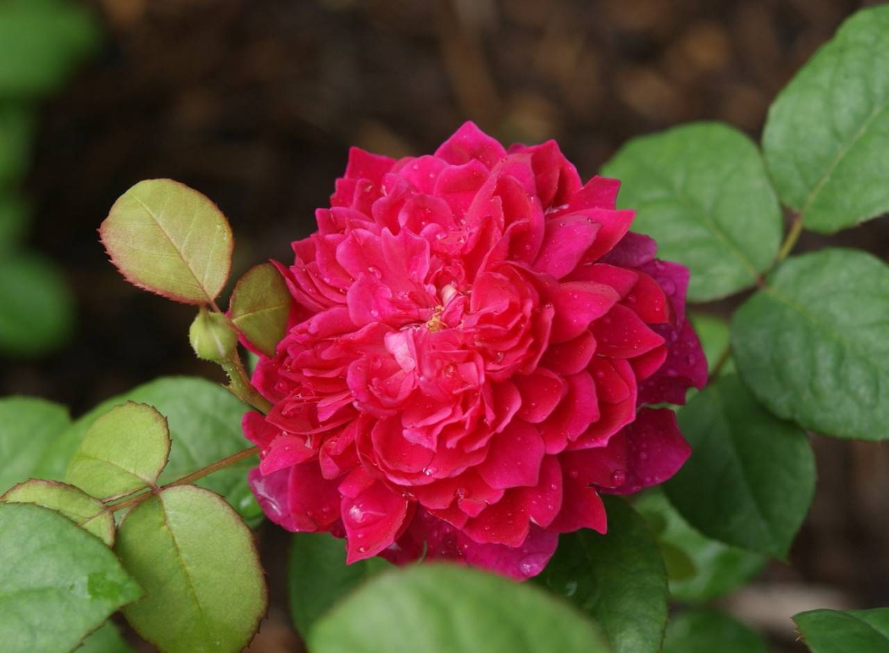 Троянда англійська Софі роуз