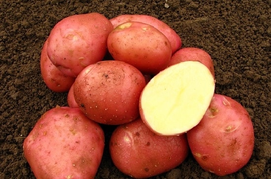 Насіннєва картопля Белла Роза