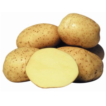 Насіннєва картопля Корінна