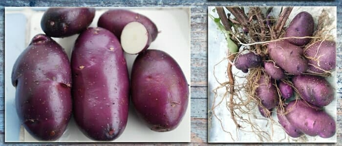 Семенной картофель Цыганка - купить в Украине — интернет-магазин СолнцеСад
