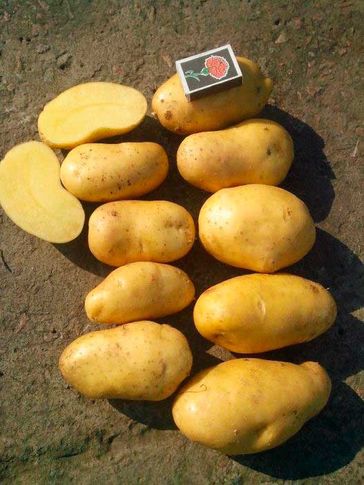 Насіннєва картопля Гранада