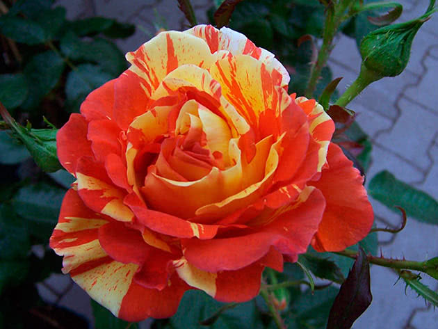 Троянда флорибунда Оранж Лемон