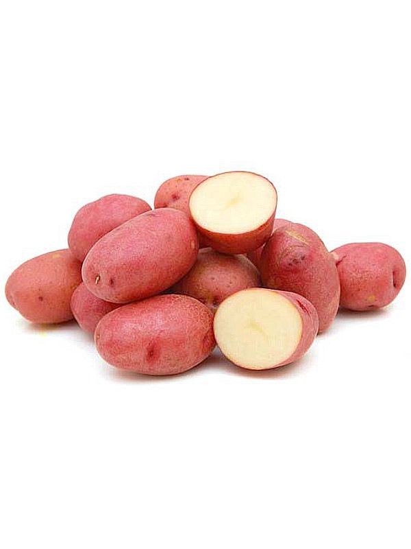 Насіннєва картопля Рудольф