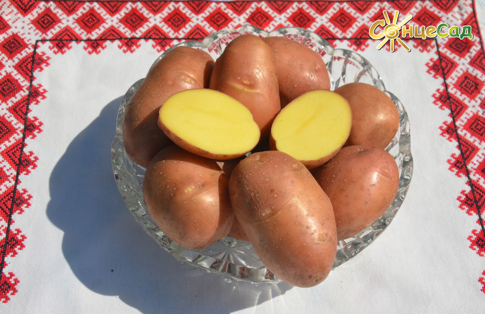Насіннєва картопля Санібель
