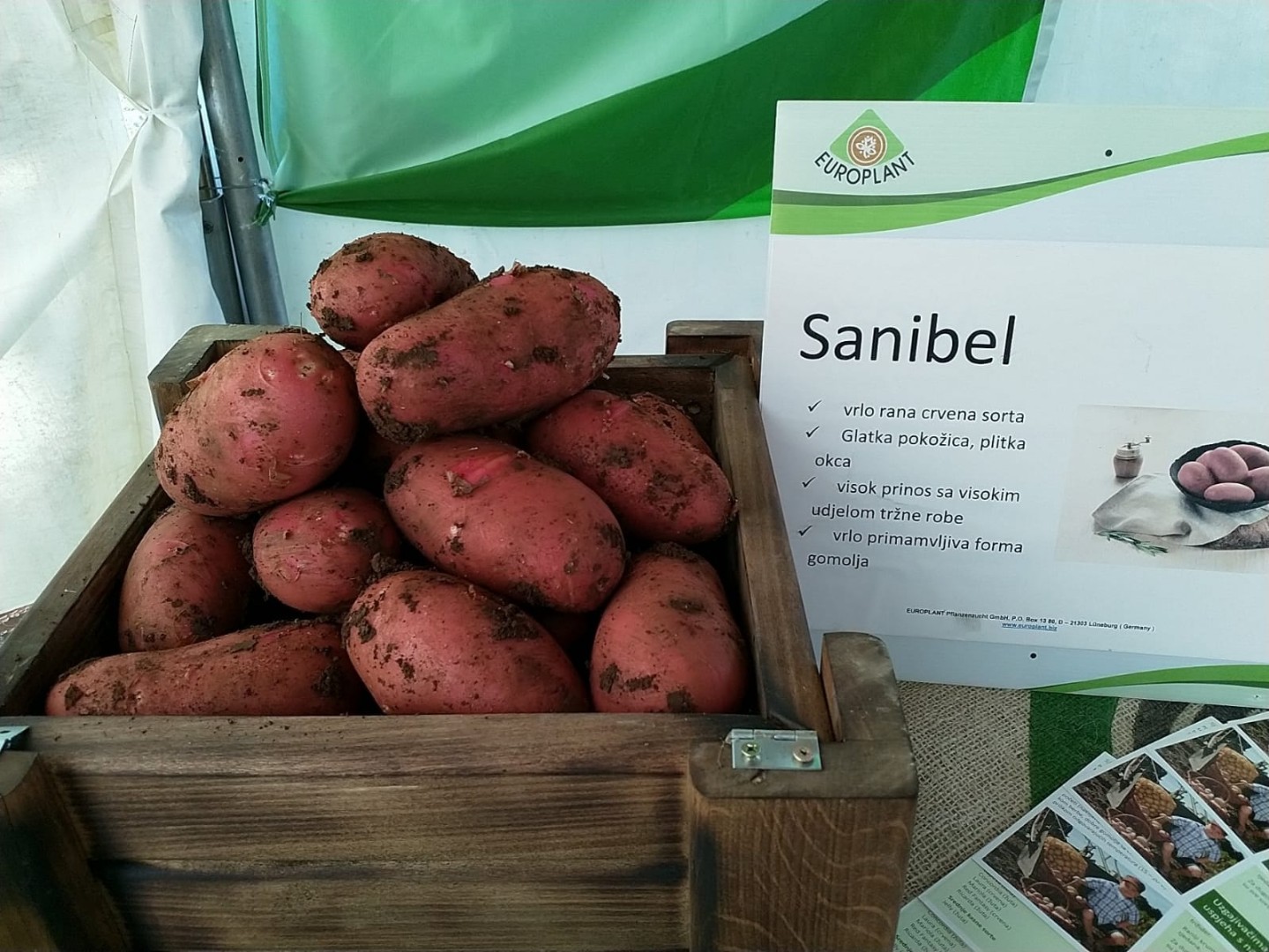 Насіннєва картопля Санібель