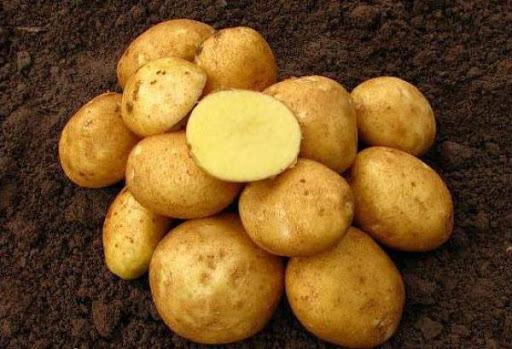 Насіннєва картопля Вінета