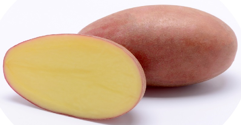 Семенной картофель Санибель