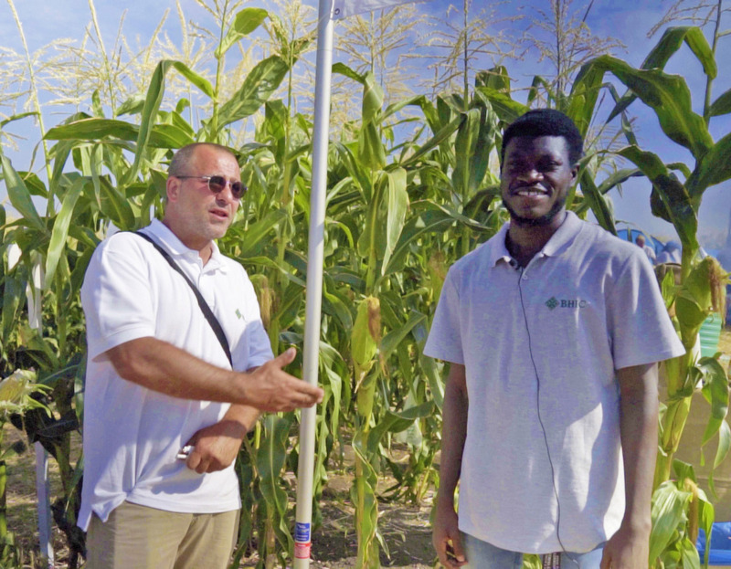 Правила посадки и выращивания суперсладкой кукурузы Правила посадки ивыращивания суперсладкой кукурузы